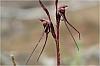 Nemacianthus caudatus - Mayfly Orchid.jpg
